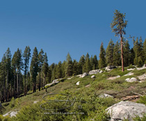 yosemite view of half dome, tenaya canyon, nevada fall and the distant mountains of the park viewed from glacier point